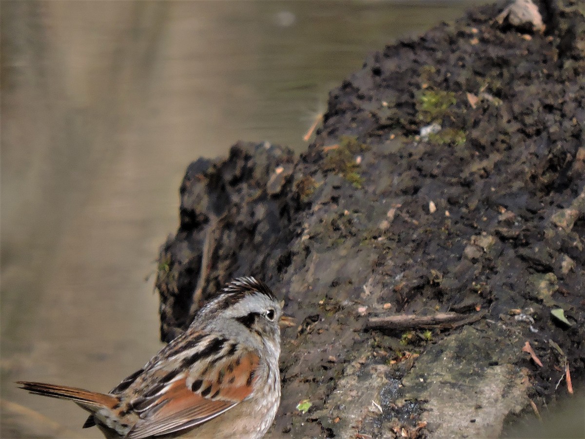 Swamp Sparrow - ML153568791