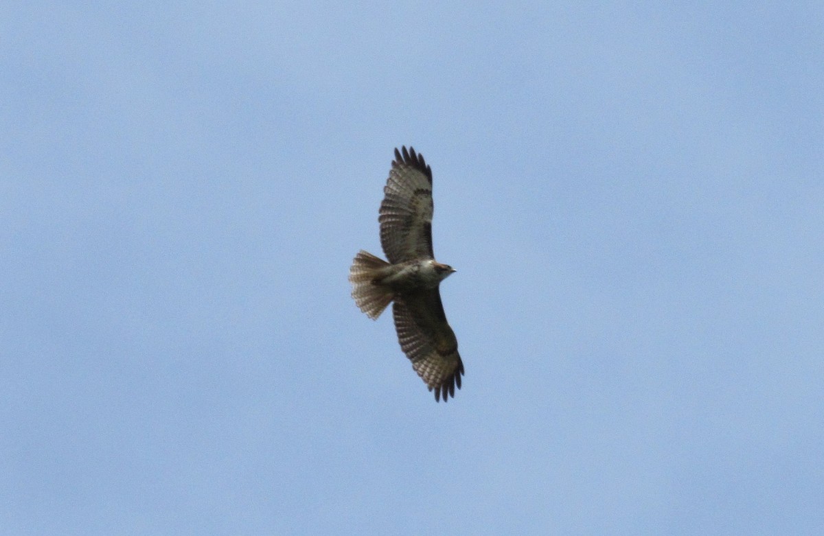 Red-tailed Hawk - ML153568841