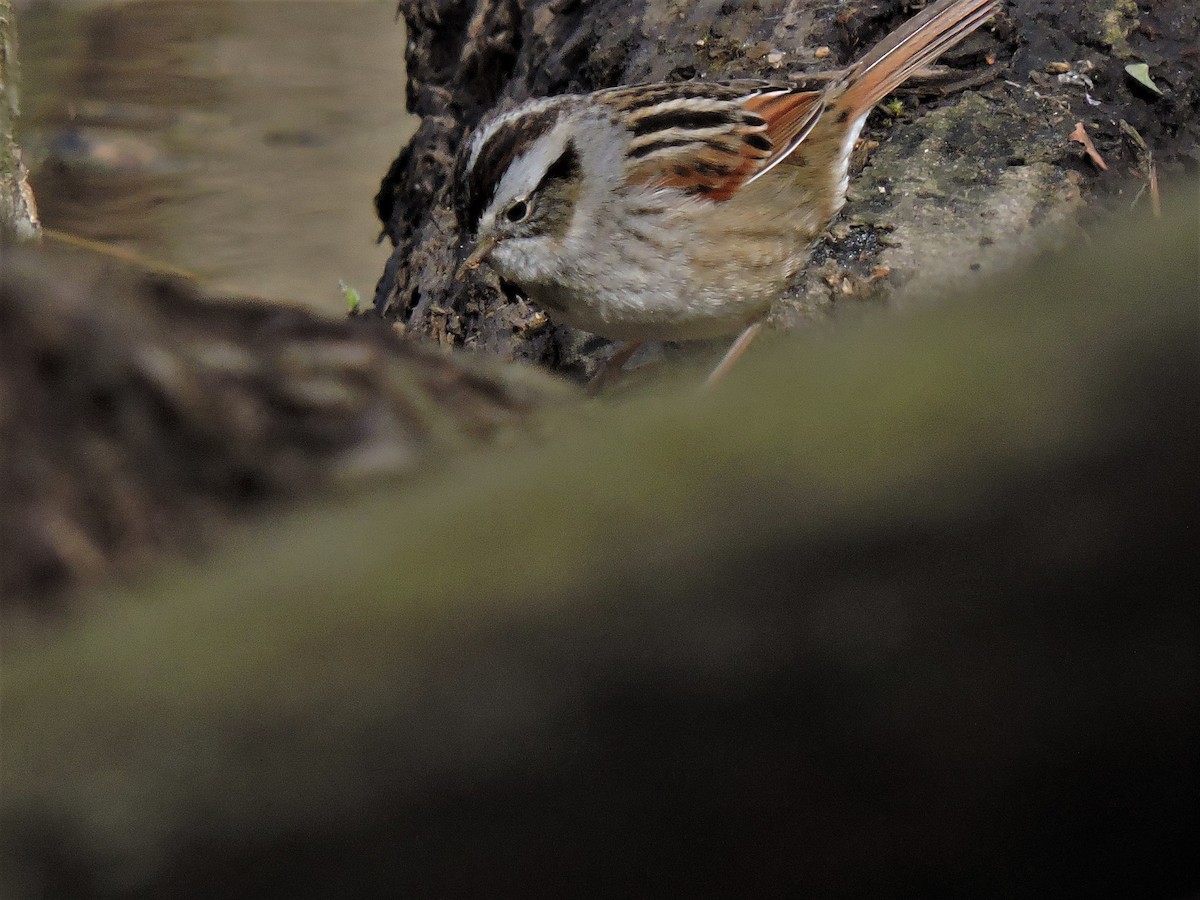 Swamp Sparrow - ML153568861