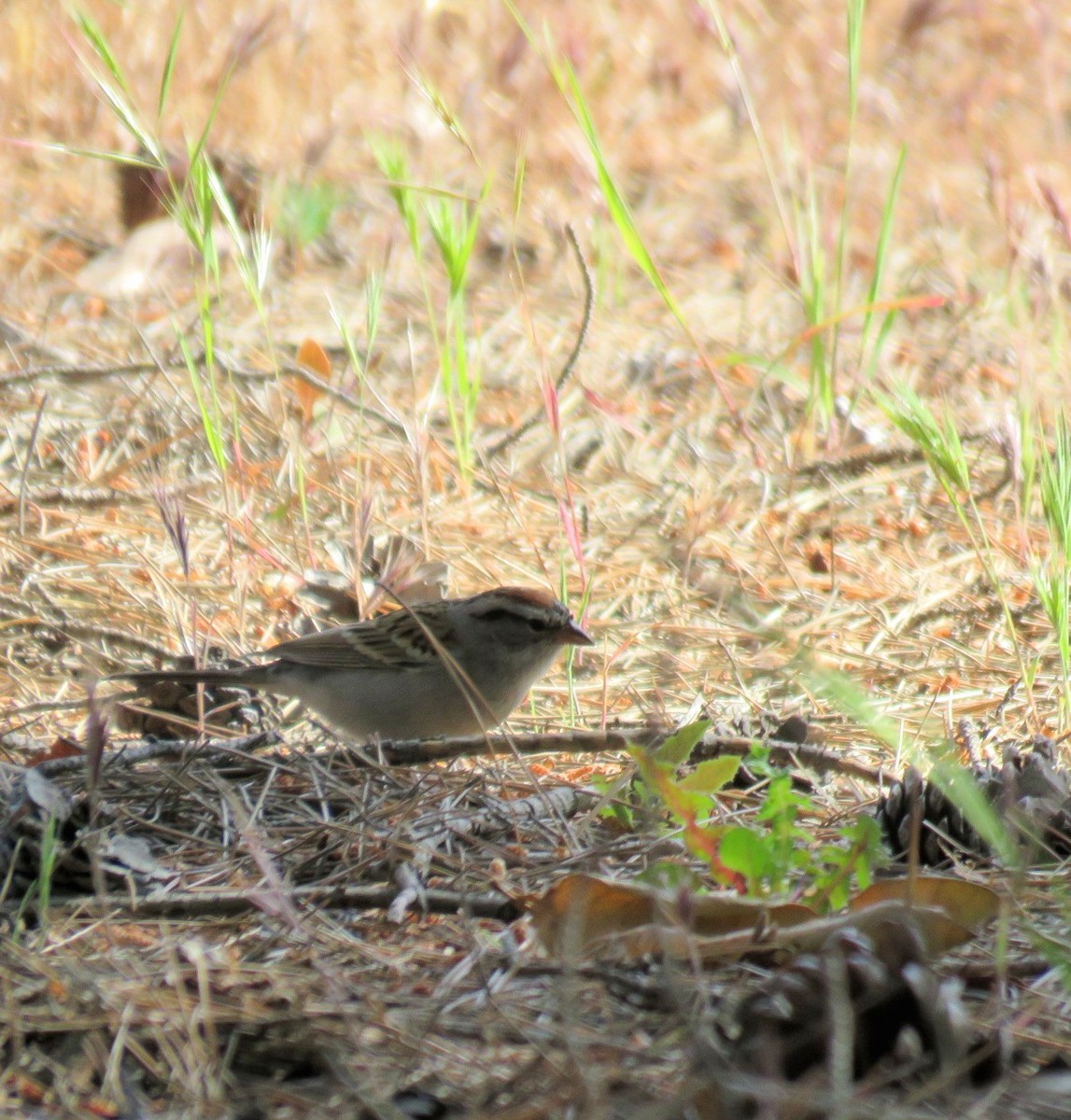 Chipping Sparrow - ML153568921