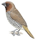 Scaly-breasted Munia Illustration