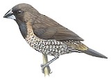 Black-throated Munia Illustration