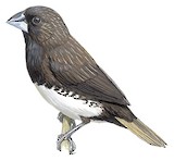 White-bellied Munia Illustration