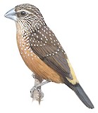 White-spotted Mannikin Illustration