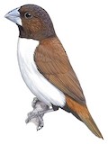 Five-colored Munia Illustration