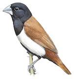 Tricolored Munia Illustration