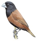 Chestnut Munia Illustration