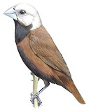 White-capped Munia Illustration