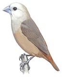 Pale-headed Munia Illustration