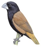 Great-billed Mannikin Illustration