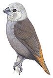 Grey-headed Mannikin Illustration