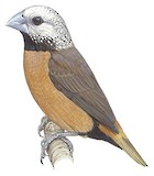 Grey-crowned Mannikin Illustration