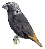 Mottled Mannikin Illustration