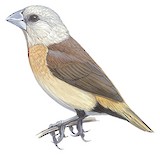 Yellow-rumped Mannikin Illustration