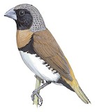 Chestnut-breasted Mannikin Illustration