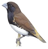 Black-breasted Mannikin Illustration