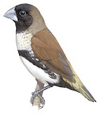 Eastern Alpine Mannikin Illustration