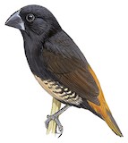 Buff-bellied Mannikin Illustration