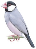 Java Sparrow Illustration