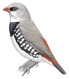 Diamond Firetail Illustration