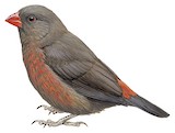 Mountain Firetail Illustration