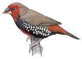 Painted Finch Illustration