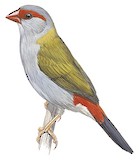 Red-browed Finch Illustration