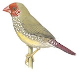 Star Finch Illustration