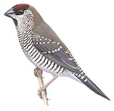 Plum-headed Finch Illustration