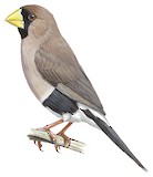 Masked Finch Illustration