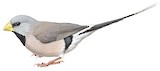 Long-tailed Finch Illustration