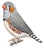 Sunda Zebra Finch Illustration