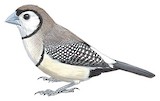 Double-barred Finch Illustration