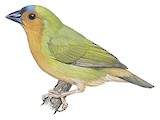 Tawny-breasted Parrotfinch Illustration