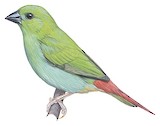 Green-faced Parrotfinch Illustration