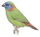 Red-eared Parrotfinch Illustration