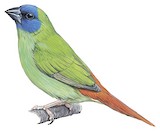 Papuan Parrotfinch Illustration