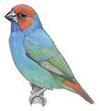 Royal Parrotfinch Illustration