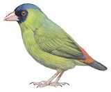 Pink-billed Parrotfinch Illustration