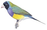 Gouldian Finch Illustration