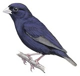 Wilson's Indigobird Illustration