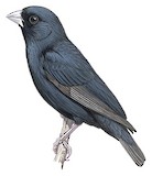 Jos Plateau Indigobird Illustration