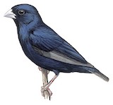 Cameroon Indigobird Illustration