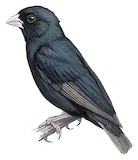 Quailfinch Indigobird Illustration