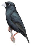 Zambezi Indigobird Illustration