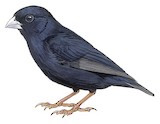 Dusky Indigobird Illustration