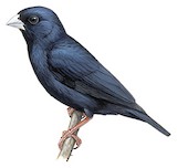 Village Indigobird Illustration