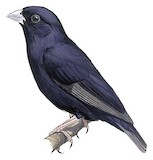 Purple Indigobird Illustration