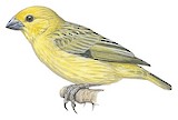 Cuckoo-finch Illustration