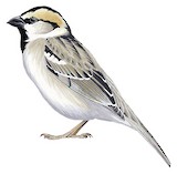 Saxaul Sparrow Illustration